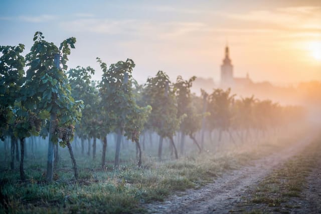 Vinice u Troskotovic ve Znojemské vinařské podoblasti